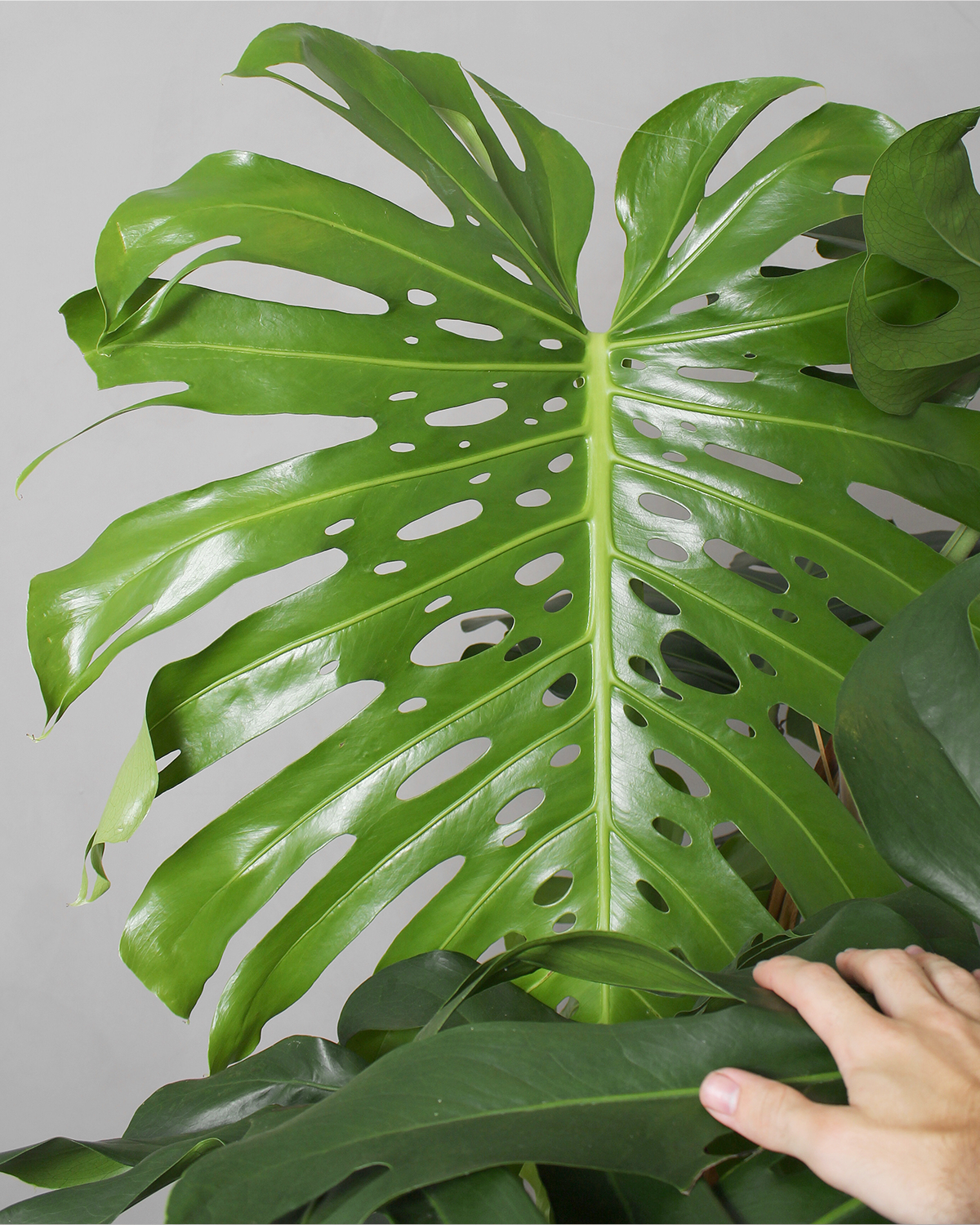 Monstera, Monstera deliciosa