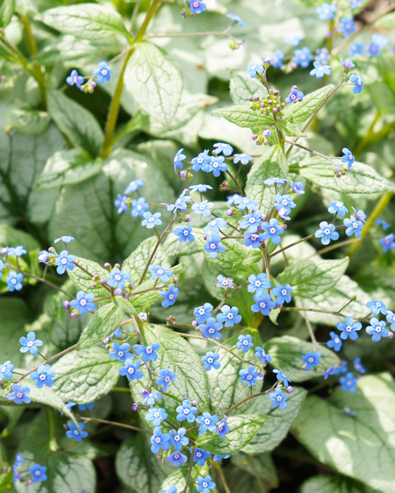 Kærmindesøster (Forglemmigej), Brunnera 'Jack Frost' - 2L potte