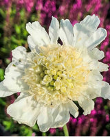 Kaukasisk Skabiose 'Alba', Scabiosa caucasica 'Alba' - 13 cm potte