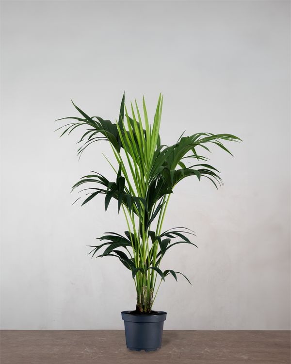 type=Ingen krukke/color=Ingen farve