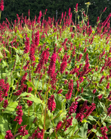 Kertepileurt, Persicaria amplex. 'Fat Domino' - 19 cm potte