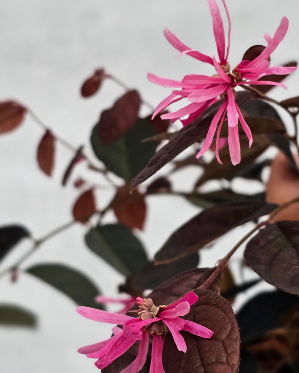 Kinesisk Heksehassel, Loropetalum Firedance - 20-40 cm