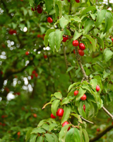 Kirsebærkornel Cornus Mas - 100-120 cm