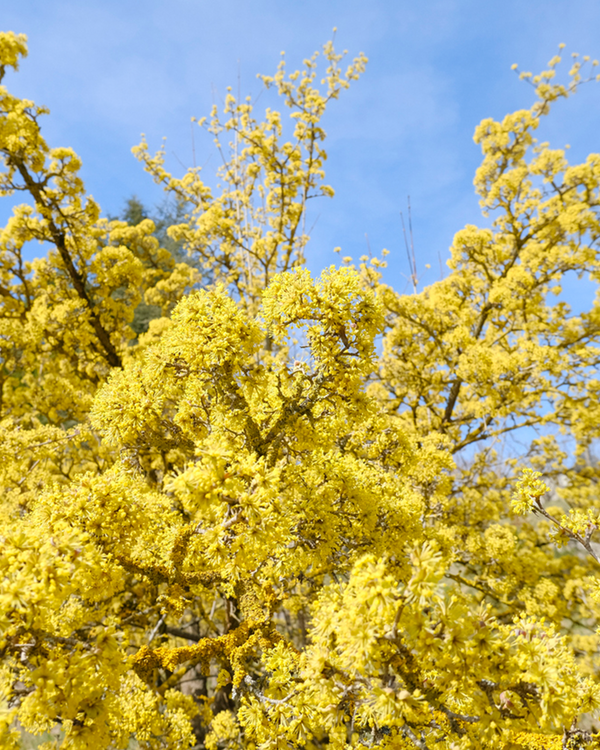 Kirsebærkornel Cornus Mas - 100-120 cm