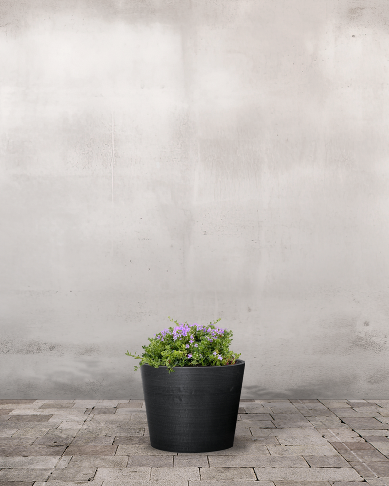 Krybende Timian, Thymus Praecox 'Bressigham' - 11 cm potte