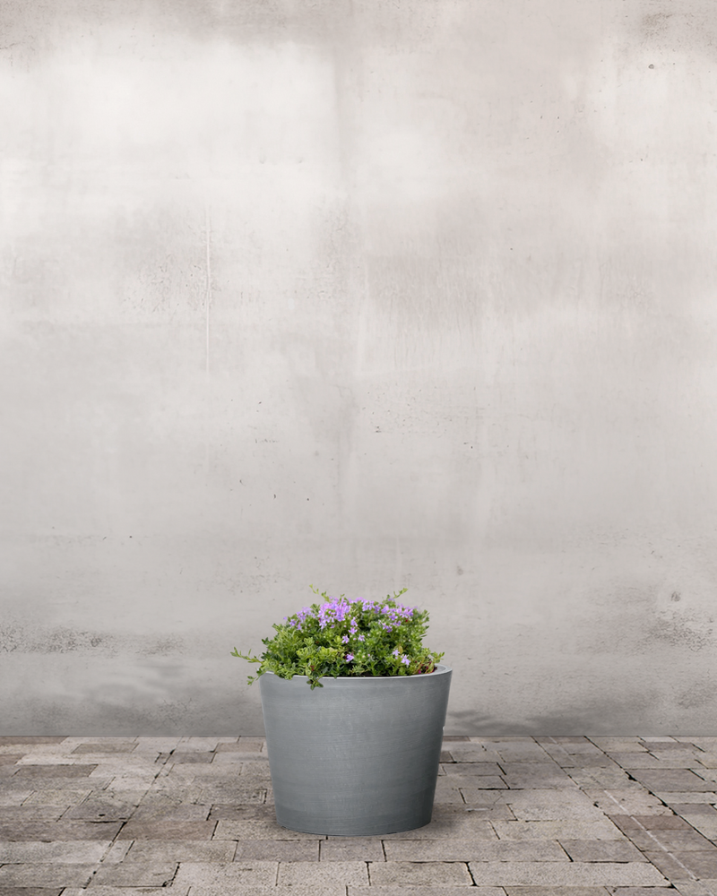 Krybende Timian, Thymus Praecox 'Bressigham' - 11 cm potte