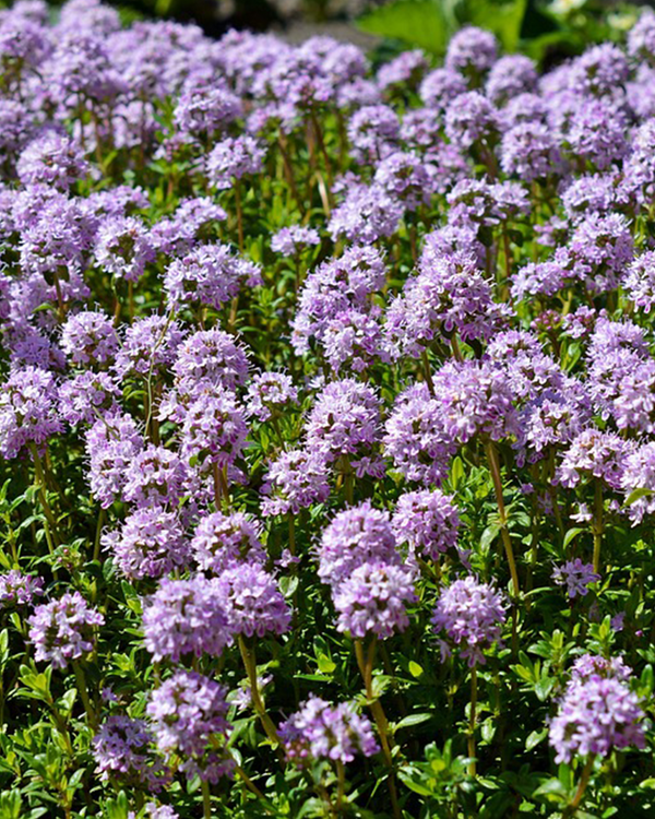 Krybende Timian, Thymus Praecox 'Bressigham' - 11 cm potte