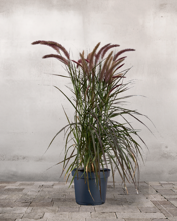 Rød Lampepudsergræs, Pennisetum setaceum 'Rubrum' - 60-80 cm