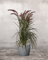 Rød Lampepudsergræs, Pennisetum setaceum 'Rubrum' - 60-80 cm