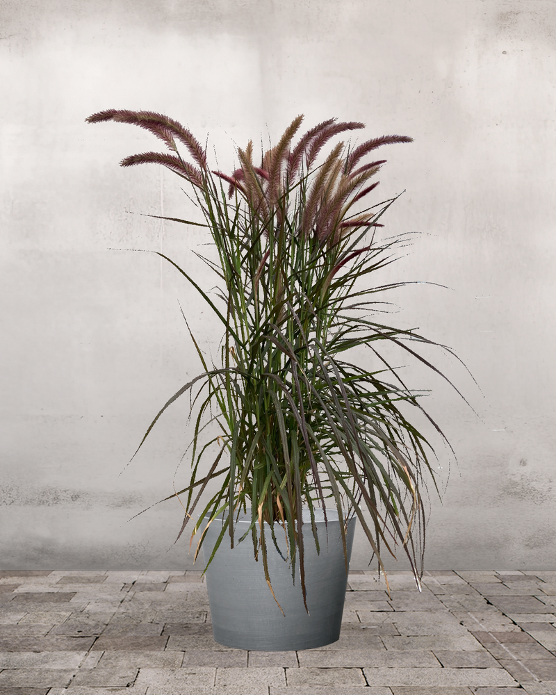 Rød Lampepudsergræs, Pennisetum setaceum 'Rubrum' - 60-80 cm