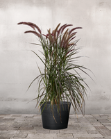 Rød Lampepudsergræs, Pennisetum setaceum 'Rubrum' - 60-80 cm