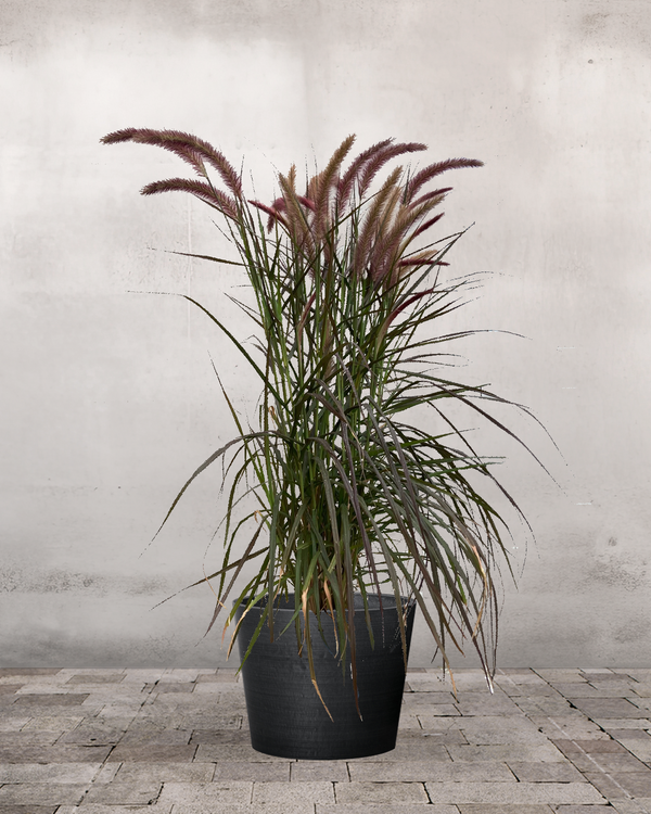Rød Lampepudsergræs, Pennisetum setaceum 'Rubrum' - 60-80 cm