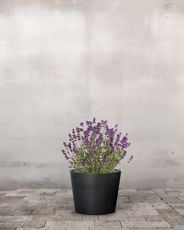 Lavendel Lavandula Ang. 'Hidcote Blue' - 30-50 cm