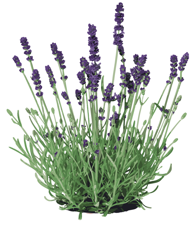 Lavendel, 'Hidcote Blue' - 15-25 cm