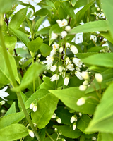 detalje