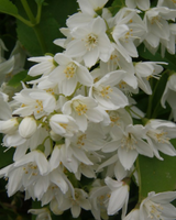 Lille stjernetop, Deutzia gracilis - 40-60  cm