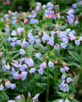 Lungeurt, Pulmonaria 'Twinkle Toes' - 13 cm potte