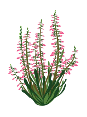 Rosa Lyng - 15-25 cm
