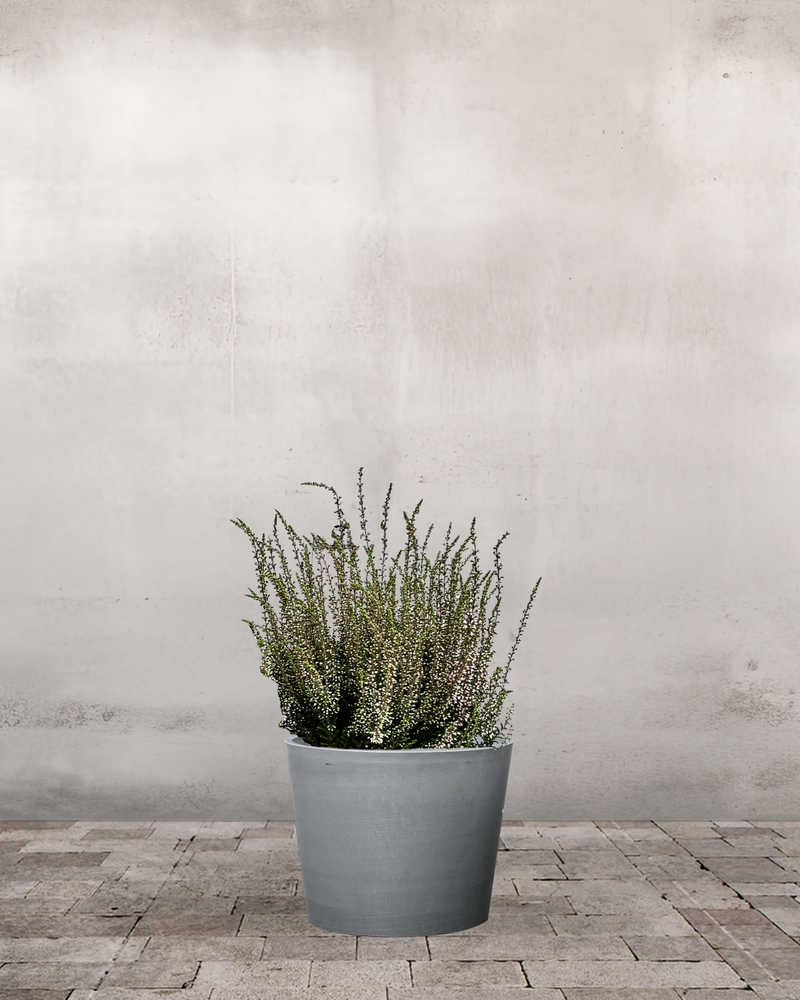 Efterårslyng, Calluna vulgaris 'Pink Bettina' - 20-30 cm