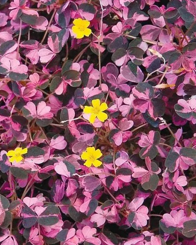 Skovsyre Lyserød Oxalis 'Crazy Plum' - 15-25 cm