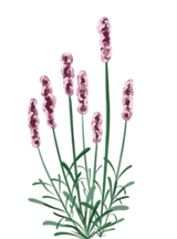 Lyserød Lavendel - 15-25 cm