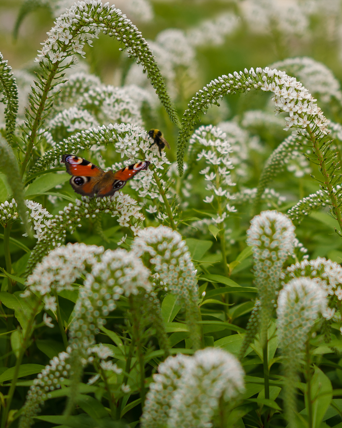 Fredløs, Lysimachia Clethroides - 12 cm potte – Greenify