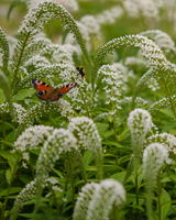 Fredløs, Lysimachia Clethroides - 12 cm potte