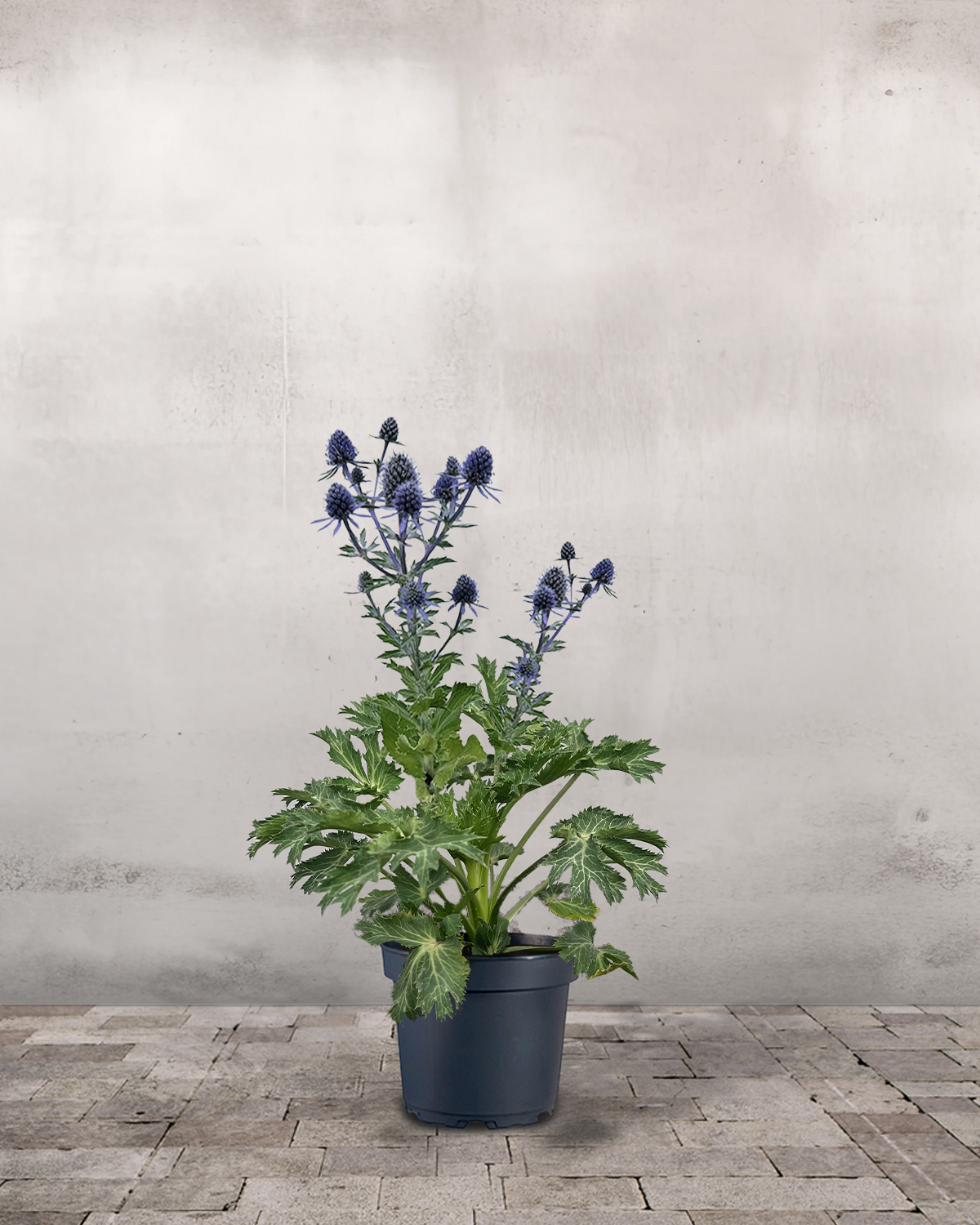 Mandstro, Eryngium 'Big Blue' - 17 cm potte – Greenify