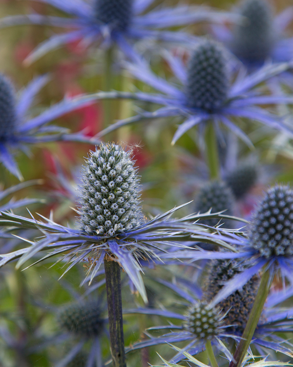 Mandstro, Eryngium 'Big Blue' - Potte Ø17 cm