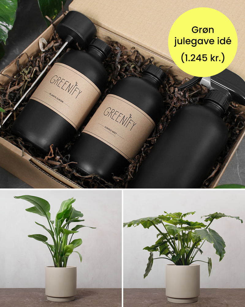 Grøn Julegavepakke: Philodendron & Strelitzia med Plejesæt