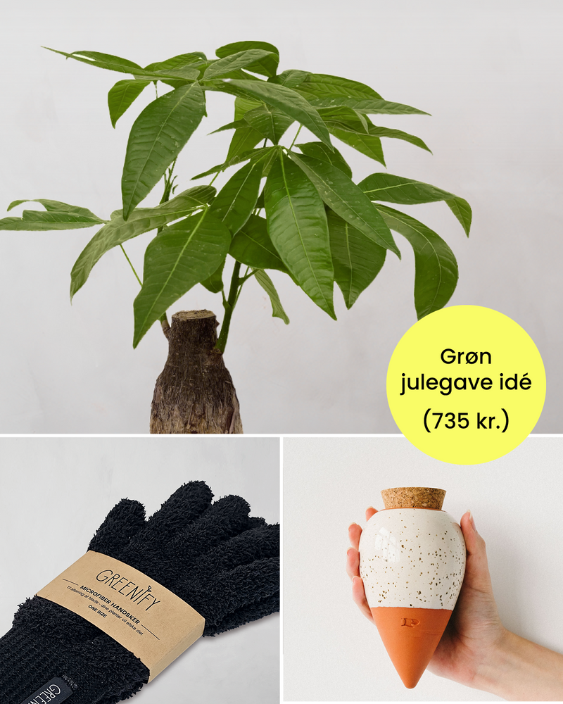 Grøn Julegavepakke: Lykkekastanje & Plejesæt