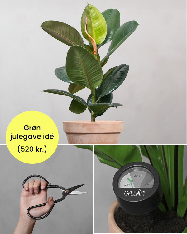 Grøn Julegavepakke: Gummitræ & Plejesæt