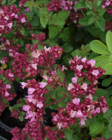 Merian, Origanum vulg. 'Rosenkuppel' - 13 cm potte