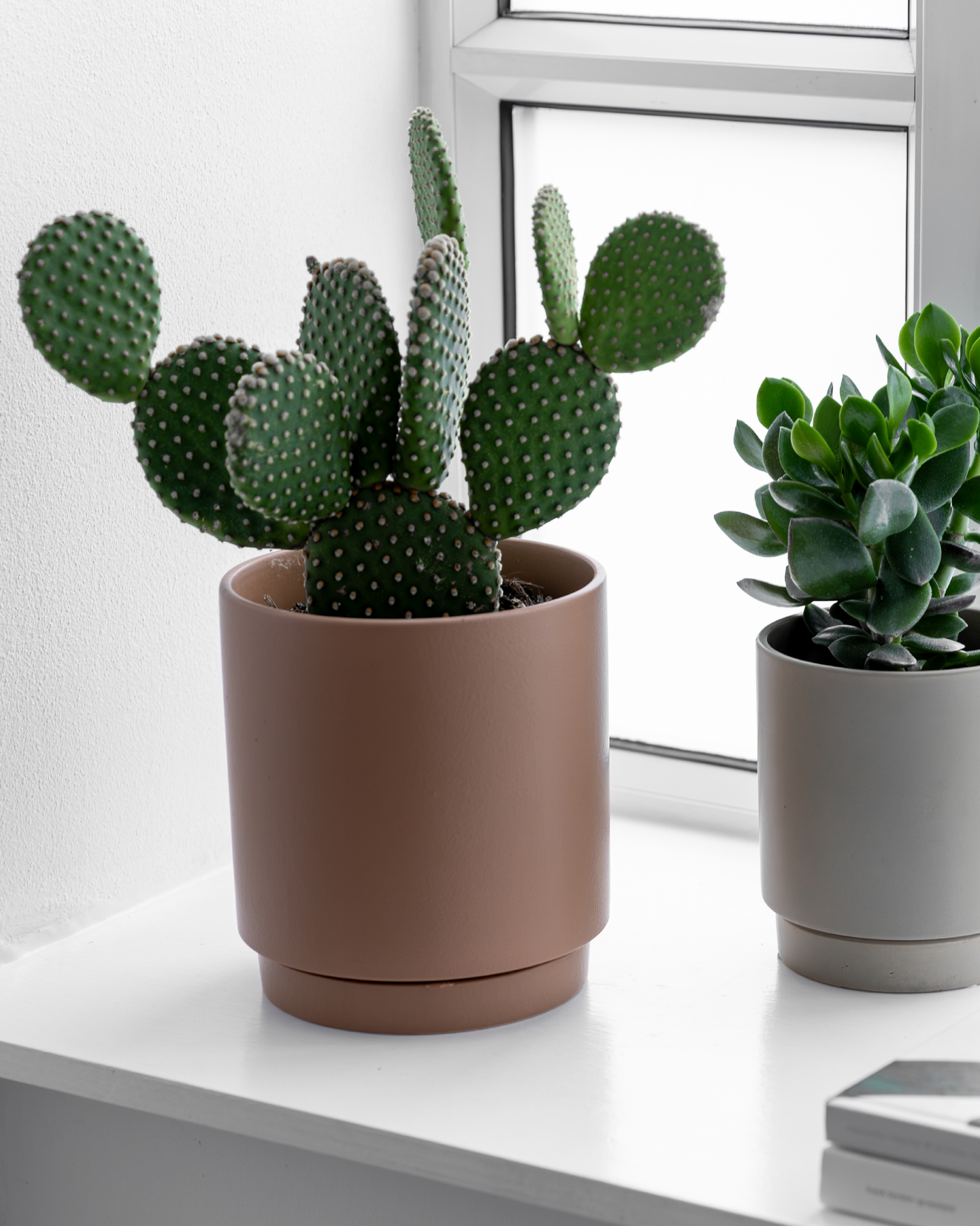 Mickey Mouse Kaktus, Opuntia microdasys