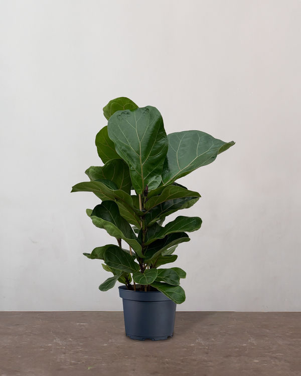 type=Ingen krukke/color=Ingen farve