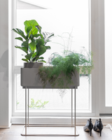 Mini Violinfigen, Ficus Lyrata 'Bambino'- 50-70 cm