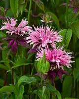 Hestemynte, Monarda Hybrid 'Beauty Of Cobham' - 12 cm potte