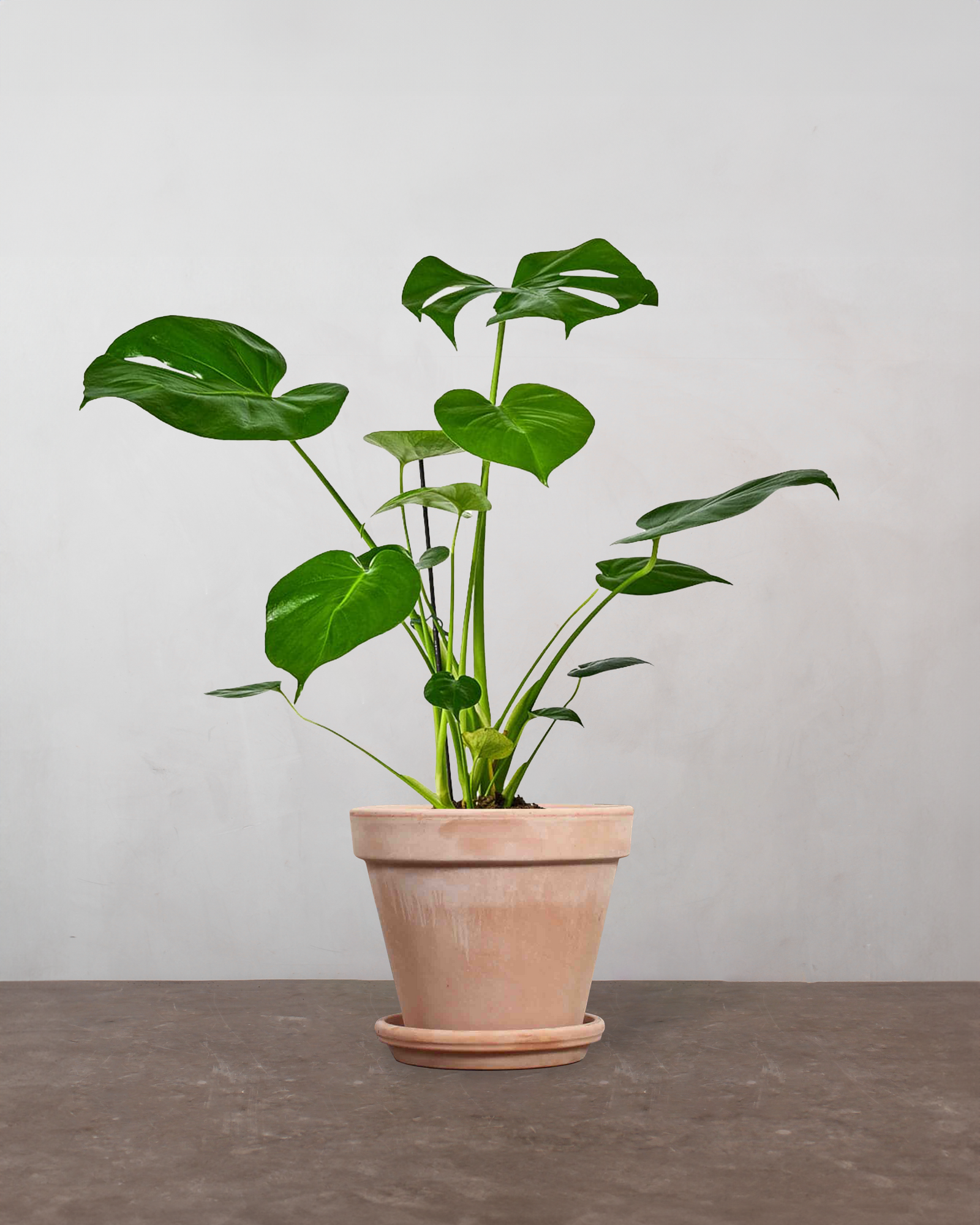 monstera deliciosa køb Monstera, Monstera deliciosa