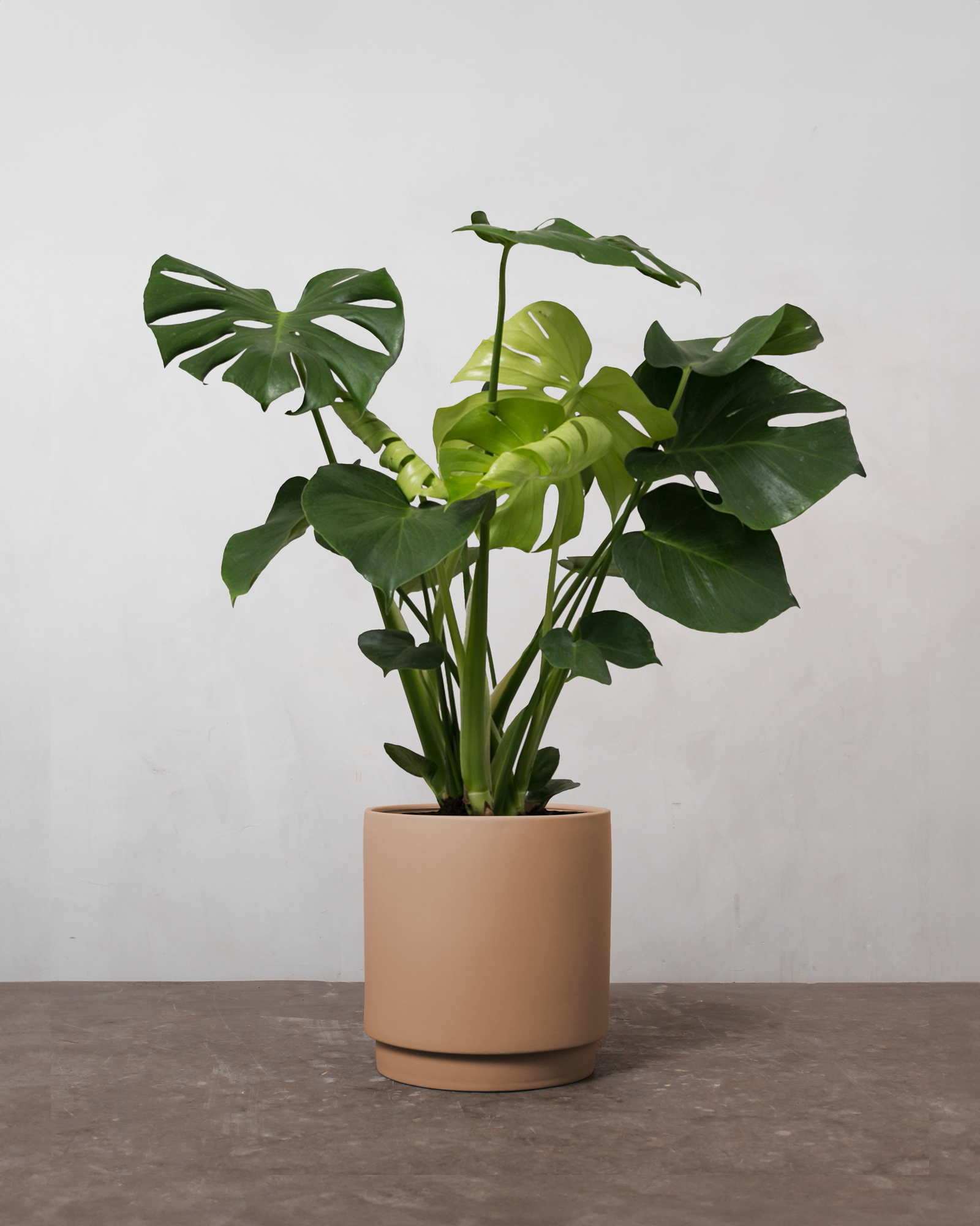monstera deliciosa køb Monstera, Monstera deliciosa