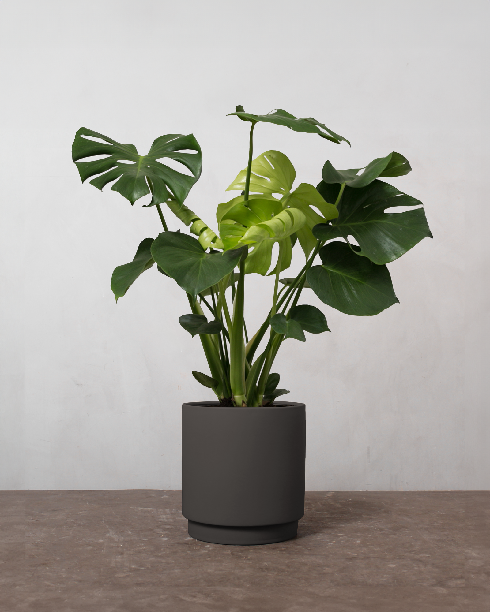 Monstera, Monstera deliciosa