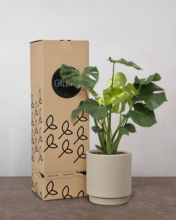 Monstera Deliciosa - 35-50 cm - Inkl. Gaveæske & Kort