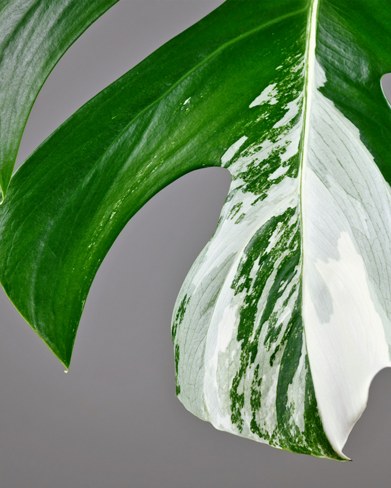 Monstera Deliciosa 'Variegata' - 50-70 cm