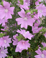 Moskuskatost, Malva moschata - 80-100 cm
