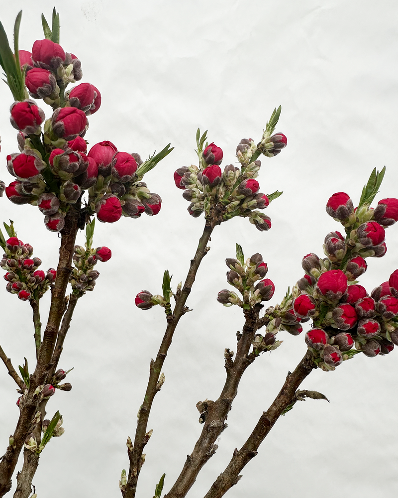 Nektarin Prunus Persicaria 'Nucipersica' - 60-80 cm