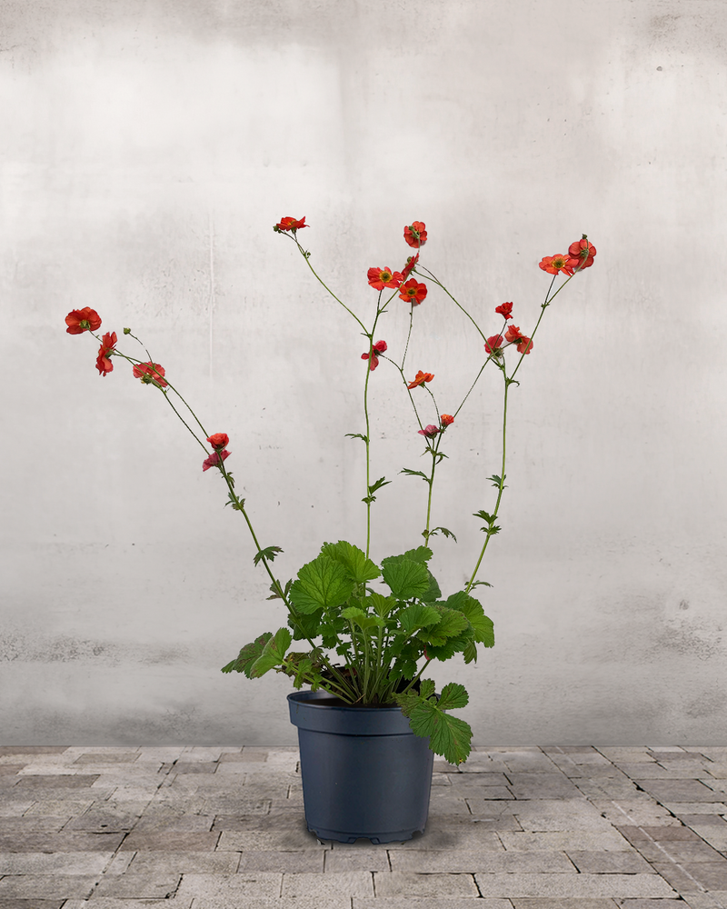 Nellikerod, Geum 'Scarlet Tempest' - 40-60 cm - 2L potte