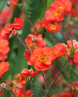 Nellikerod Geum 'Scarlet Tempest' - 2L potte