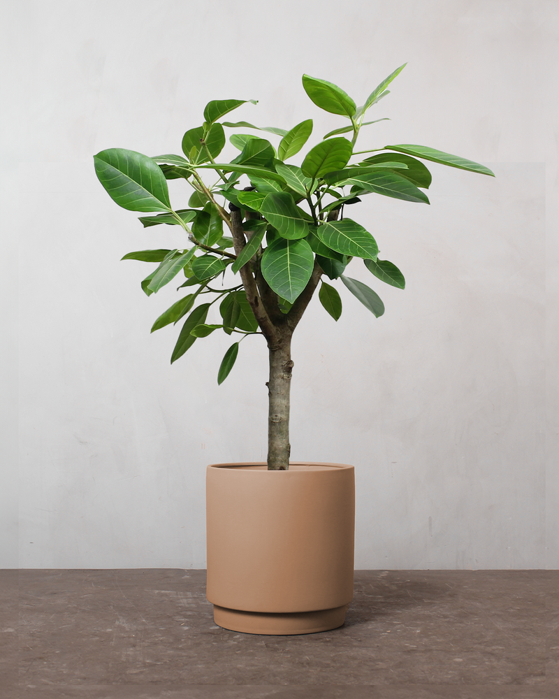 Opstammet Ficus Altissima - 130-150 cm