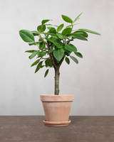 Opstammet Ficus Altissima - 130-150 cm