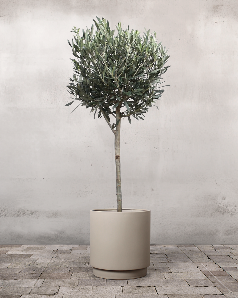 Oliventræ - 80-100 cm