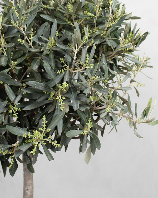 Oliventræ - 180-200 cm